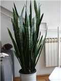 sanseveria